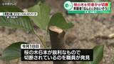 「桜の木6本を何者かが切断　今年2月に植えられたばかり　三重・鈴鹿市」の画像1