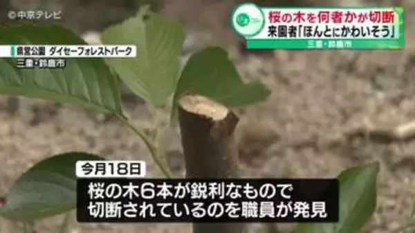 桜の木6本を何者かが切断　今年2月に植えられたばかり　三重・鈴鹿市