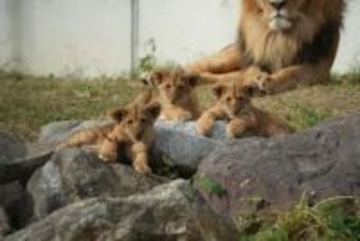 母ライオンが自ら命名！？　のんほいパークの赤ちゃんライオン名前決定　 “夏の大三角” にちなみ「デン」「アル」「ベガ」に　愛知・豊橋市