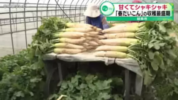甘くてシャキシャキ「春だいこん」の収穫最盛期　岐阜市