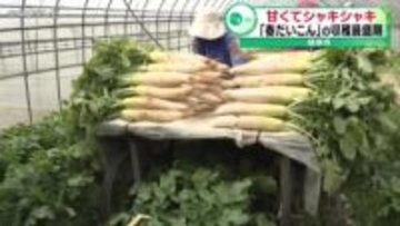 甘くてシャキシャキ「春だいこん」の収穫最盛期　岐阜市