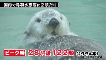 国内に2頭だけのラッコ“メイ”と“キラ”　毛並みまで再現した飼育員監修のこだわり新グッズが登場！　希少生物の宝庫・鳥羽水族館で販売開始　三重・鳥羽市