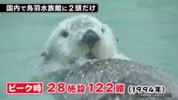 国内に2頭だけのラッコ“メイ”と“キラ”　毛並みまで再現した飼育員監修のこだわり新グッズが登場！　希少生物の宝庫・鳥羽水族館で販売開始　三重・鳥羽市