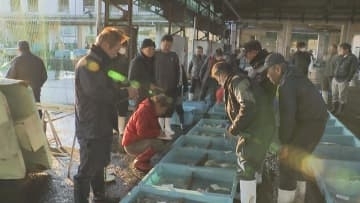 三重県尾鷲市の魚市場で初競り　145キロのマグロも「これからの漁に期待」