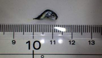 しらすパックからフグのような魚　岐阜県が食べないよう注意呼びかけ　可児市