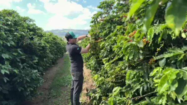 コーヒー高騰はなぜ起きた？ブラジル農園で起きていた異変と“黒い実”、気候変動が収穫を直撃