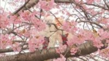 早咲きの河津桜が見ごろ迎える　乙川沿いに多くの人が集まる　愛知・岡崎市