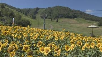10万本のヒマワリがゲレンデ彩る　飛騨ほおのき平スキー場「天空のひまわり園」
