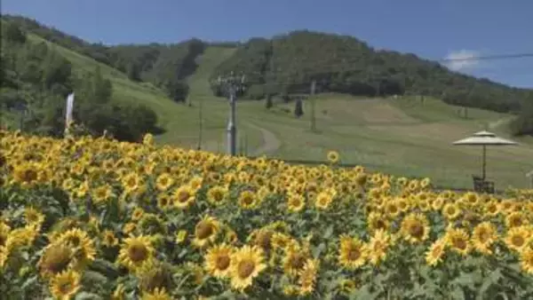 10万本のヒマワリがゲレンデ彩る　飛騨ほおのき平スキー場「天空のひまわり園」