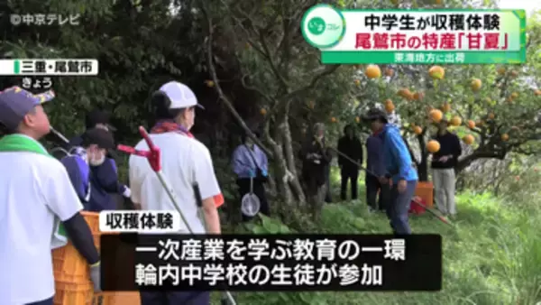 尾鷲市の特産「甘夏」を中学生が収穫体験　東海地方に出荷