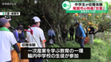 尾鷲市の特産「甘夏」を中学生が収穫体験　東海地方に出荷