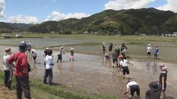 小学校の児童が田植えを体験　三重・紀宝町