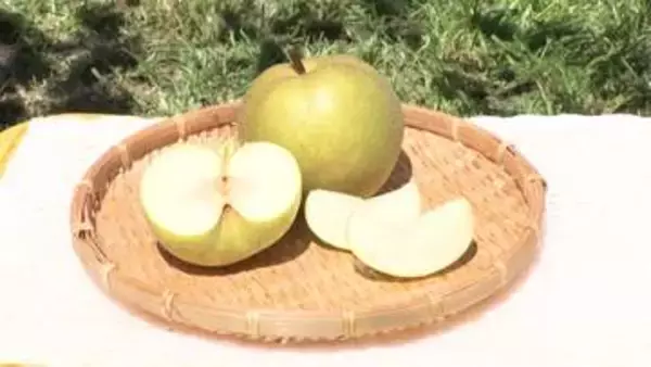 真夏に食べたい梨は大玉で甘い！　一方でお盆に欠かせない菊がピンチ…