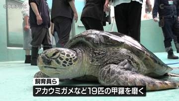 ゴールデンウイーク前の恒例行事　ウミガメの甲羅磨く大掃除　三重・紀宝町
