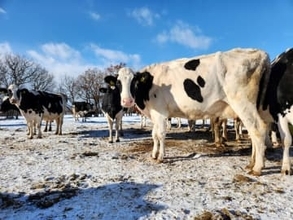 「なぜSNOWSは冬だけ？」アムール・デュ・ショコラの人気スイーツ、おいしさのヒントは“放牧酪農”　循環型再生農場でエコな素材づくり