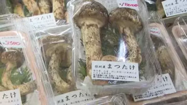 秋の味覚マツタケが豊作　今がチャンス...去年の半額以下！？　岐阜・可児市