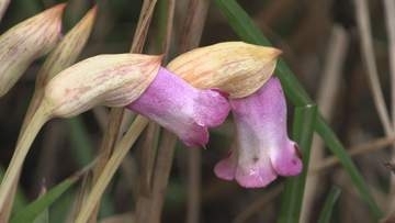 秋の訪れ告げる花 「ナンバンギセル」が見ごろ　熊野古道・馬越峠周辺　三重・紀北町