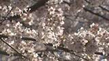 「三重・津市　「三多気の桜」見ごろ」の画像1