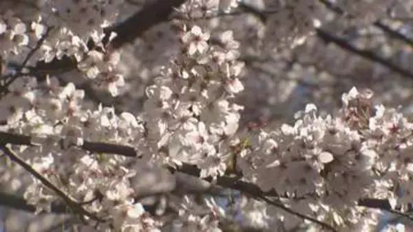 三重・津市　「三多気の桜」見ごろ
