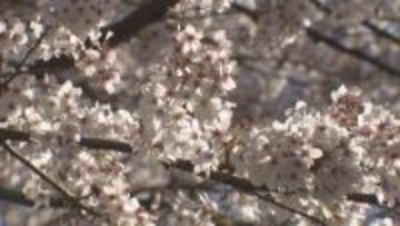 三重・津市　「三多気の桜」見ごろ