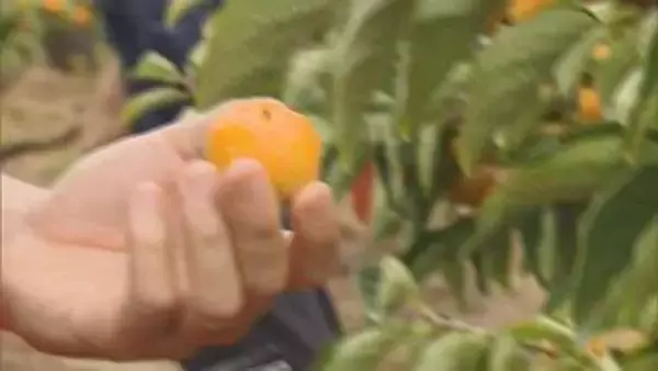 “500円玉サイズ”の小さな柿「ベビーパーシモン」出荷始まる　岐阜・本巣市
