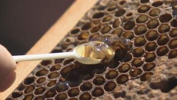 名古屋市役所の屋上でミツバチ飼育　「金シャチハニー」として6月下旬以降に販売予定