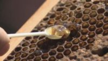 名古屋市役所の屋上でミツバチ飼育　「金シャチハニー」として6月下旬以降に販売予定