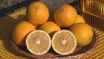 夏の猛暑乗りこえ…「マイヤーレモン」収穫の最盛期　三重・紀北町