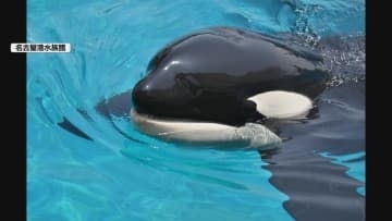国内唯一のオスのシャチ「アース」が死ぬ　名古屋・広沢市長も死を悼む　名古屋港水族館