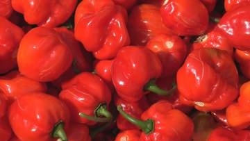 天気も見た目も味もアツい　赤く色づいた中南米原産「ハバネロ」　三重で収穫真っ盛り