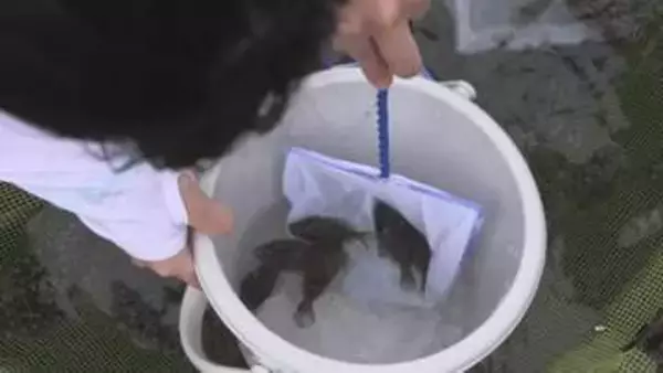 小学生がヒラメの稚魚を放流　水産業への関心を深める　三重・尾鷲市