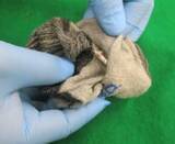 「コカインを靴下に隠して密輸入か　ペルー国籍の男を逮捕　「隠したことを忘れて持ち込んでしまった」などと供述」の画像1