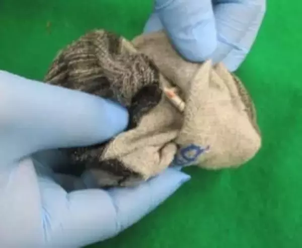 コカインを靴下に隠して密輸入か　ペルー国籍の男を逮捕　「隠したことを忘れて持ち込んでしまった」などと供述