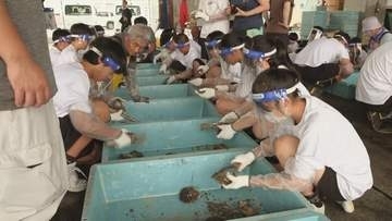 中学生が漁業を学ぶ「水産スクール」　イワガキ養殖の作業を体験　三重・紀北町