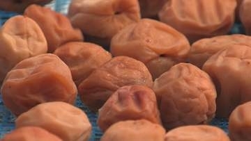 梅干し作りが最盛期　東海地方を中心に約14トンの出荷を見込む　三重・熊野市