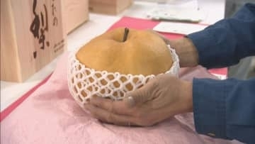 今年の最高額は？　ジャンボ梨コンテスト開催　愛知・豊田市