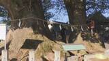 「御神木の大クスの木のしめ縄を張り替え　樹齢1000年超え　三重・尾鷲神社」の画像1