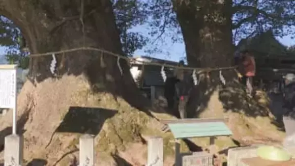 御神木の大クスの木のしめ縄を張り替え　樹齢1000年超え　三重・尾鷲神社