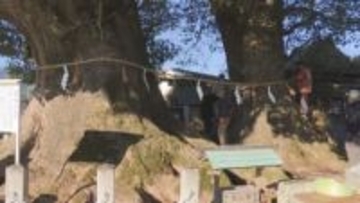 御神木の大クスの木のしめ縄を張り替え　樹齢1000年超え　三重・尾鷲神社