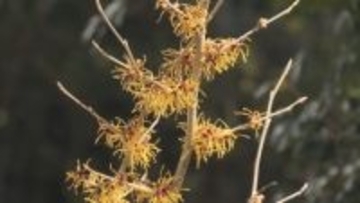 春の訪れ告げる“マンサクの花”　見ごろを迎える　三重・紀北町