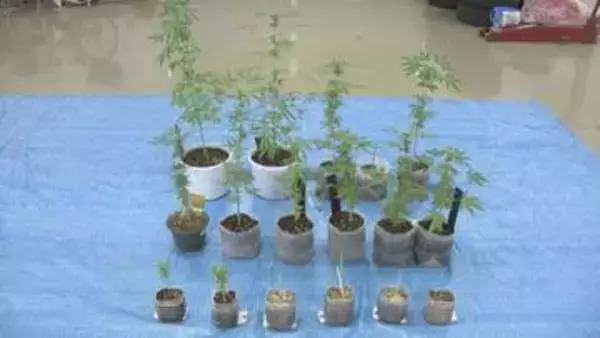 自宅のベランダで大麻栽培か　フィリピン国籍の女逮捕　岐阜・可児市