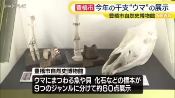 企画展「干支展　ウマ」　ウマにまつわる標本を約60点展示　愛知・豊橋市自然史博物館