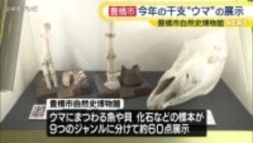 企画展「干支展　ウマ」　ウマにまつわる標本を約６０点展示　今月１８日まで　愛知・豊橋市自然史博物館