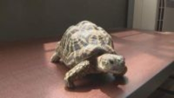 住宅の車庫でインドホシガメの落とし物　警察が情報提供呼びかけ　岐阜・垂井町