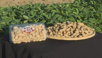 わせ品種の落花生 収穫最盛期 暑さの影響なく品質良好 愛知・碧南市