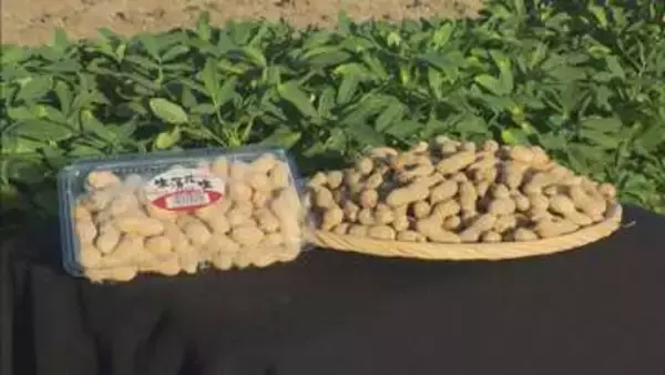 わせ品種の落花生 収穫最盛期 暑さの影響なく品質良好 愛知・碧南市