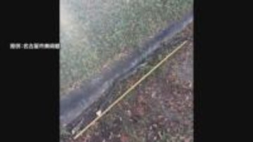 公園の木の枝が落下　小学4年生２人にあたりけが　名古屋・中区　白川公園