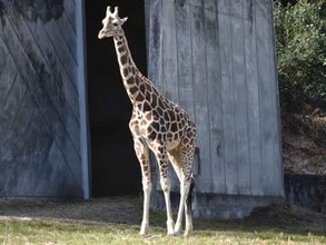 東山動植物園のアミメキリン「スバル」2歳　突然死症候群の疑いで死ぬ　メスと仲睦まじい姿を見せるも…期待されていた繁殖はかなわず