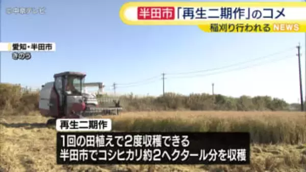 愛知・半田市　新たな栽培法「再生二期作」のコメ収穫