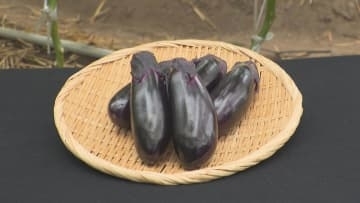 とげのないナス「とげなし美茄子(ビーナス)」　出荷本格化